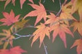 Macro details of changing color Japanese Autumn Maple leaves Royalty Free Stock Photo