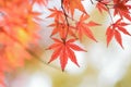 Macro details of changing color Japanese Autumn Maple leaves Royalty Free Stock Photo