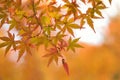 Macro details of changing color Japanese Autumn Maple leaves Royalty Free Stock Photo