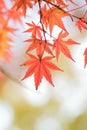 Macro details of changing color Japanese Autumn Maple leaves Royalty Free Stock Photo