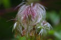 Macro of a details of a colorful plant in the garden with a blurry back ground