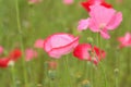 Macro details of colorful poppy flower fields