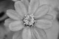 Macro details of Daisy flower in monochrome