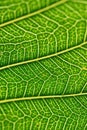 Macro details of green leaf veins in vertical frame