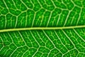 Macro details of green Peepal leaf veins