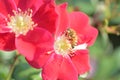 Macro details of Honeybee on Red Rose flower Royalty Free Stock Photo