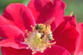 Macro details of Honeybee on Red Rose flower Royalty Free Stock Photo