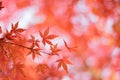 Macro details of Japanese Autumn Maple leaves with blurred background Royalty Free Stock Photo