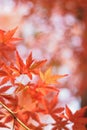 Macro details of Japanese Autumn Maple leaves with blurred background