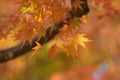 Macro details of Japanese Autumn Maple leaves with blurred background