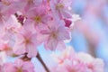 Macro details of Japanese Pink Cherry Blossoms Royalty Free Stock Photo