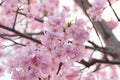 Macro details of Japanese Pink Cherry Blossoms Royalty Free Stock Photo