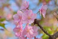 Macro details of Japanese Pink Cherry Blossoms Royalty Free Stock Photo