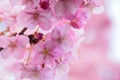 Macro details of Japanese Pink cherry Blossoms in horizontal frame Royalty Free Stock Photo