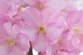 Macro details of Japanese Pink Cherry Blossoms Royalty Free Stock Photo