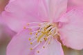 Macro details of Japanese Pink cherry Blossoms in horizontal frame Royalty Free Stock Photo