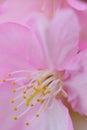 Macro details of Japanese Pink cherry Blossoms in vertical frame Royalty Free Stock Photo