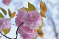 Macro details of Japanese Pink Cherry Blossoms of Yamazakura variery Royalty Free Stock Photo