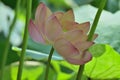 Macro details of Japanese Pink Lotus flower in horizontal frame Royalty Free Stock Photo