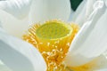 Macro details of Japanese White Lotus flowers at garden Royalty Free Stock Photo