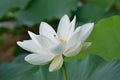 Macro details of Japanese White Lotus flowers at garden Royalty Free Stock Photo