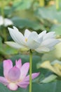 Macro details of Japanese White Lotus flowers at garden Royalty Free Stock Photo