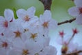 Macro details of Japanese White Yoshino Cherry Blossoms Royalty Free Stock Photo