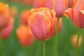 Macro details of Orange Tulip flowers