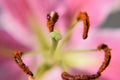 Macro details of Pink Burgundy Lily Royalty Free Stock Photo