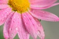 Macro details of pink colored daisy flower surface with water droplets Royalty Free Stock Photo