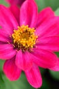 Macro details of Pink Daisy flower in summer garden