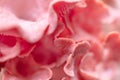 Macro details of pink oyster mushrooms, Pleurotus djamor fruiting body