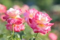 Macro details of pink Rose flower in summer garden