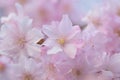 Macro details of Pink Weeping Cherry blossoms in Japan Royalty Free Stock Photo