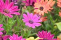 Macro details of purple colored Daisy flowers