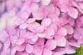 Macro details of Purple Hydrangea flowers with rain droplets Royalty Free Stock Photo