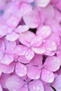 Macro details of Purple Hydrangea flowers with rain droplets Royalty Free Stock Photo