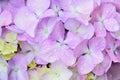 Macro details of Purple Hydrangea flowers with rain droplets Royalty Free Stock Photo
