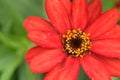 Macro details of Red Daisy flower in summer garden