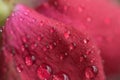 Macro details of Red Rose petals with water droplets Royalty Free Stock Photo