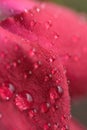 Macro details of Red Rose petals with water droplets Royalty Free Stock Photo