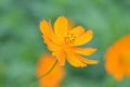 Macro details of summer sulfur Cosmos flower