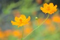 Macro details of summer sulfur Cosmos flower