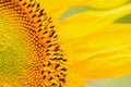 Macro Details of Sunflower surface Royalty Free Stock Photo
