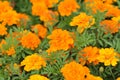Macro details of vibrant colored Marigold flowers