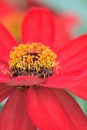 Macro details of Red Daisy flower in summer garden