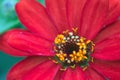 Macro details of Red Daisy flower in summer garden