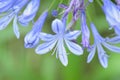 Macro details of White & Blue Lily flowers Royalty Free Stock Photo