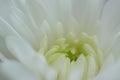 Macro details of white Dahlia flower petals in horizontal frame Royalty Free Stock Photo