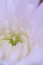 Macro details of white Dahlia flower petals in vertical frame Royalty Free Stock Photo